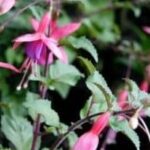 Cuidados esenciales para mantener tu planta de fucsia saludable y próspera