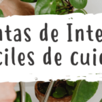 Cuidados esenciales para tu planta perenne: ¡Mantenla siempre en flor!