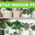 Cuidados para plantas de interior en espacios con poca luz