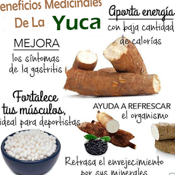 Cuidados Y Consejos Para La Planta De Yuca Mant n Tu Yuca Saludable Y 