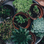 Descubre cómo cuidar y embellecer tus plantas suculentas en el exterior