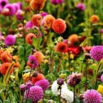 Descubre cuáles son las plantas anuales perfectas para tu jardín