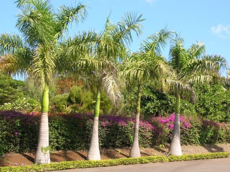 Descubre la gran diversidad de palmeras: Tipos y características ...