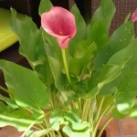 Descubre la maravillosa diversidad de colores de las calas: consejos para su cultivo y cuidado