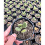 Descubre las Variadas y Fascinantes Variedades de Plantas Suculentas