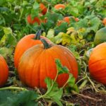 Descubre los Diferentes Tipos de Calabazas y cómo Cultivarlas en tu Jardín