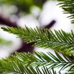 Descubre los diferentes tipos de coníferas para embellecer tu jardín