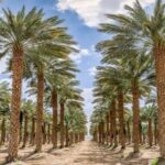 Descubre los diferentes tipos de palmeras de exterior para embellecer tu jardín