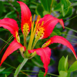 Descubre los Maravillosos Tipos de Lilium para Embellecer tu Jardín