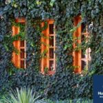Descubre todo sobre los encantadores y versátiles plantas rastreros