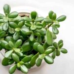 El árbol de la abundancia: Cómo cuidar y cultivar esta planta de prosperidad