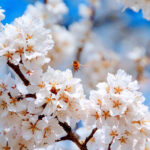 El fascinante significado de las flores de calas: descubre su simbolismo y belleza