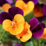Flores de Otoño: Colores y cuidados para llenar tu jardín
