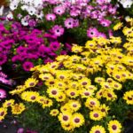 Flores perennes: Belleza duradera para tu jardín