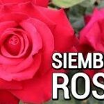 Guía completa: Cómo plantar rosales a partir de tallos en 5 sencillos pasos