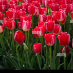 Guía completa: Cómo reproducir tulipanes con éxito en tu jardín