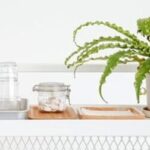 Guía completa de cuidados para helechos: consejos esenciales para mantenerlos saludables