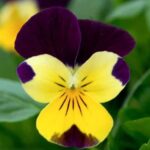 Guía completa de cuidados para las flores violas: consejos para que prosperen en tu jardín