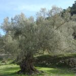 Guía completa de poda del olivo ornamental: consejos y técnicas para su cuidado
