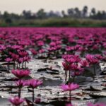 Guía completa sobre las semillas de flor de loto: plantación, cuidados y curiosidades