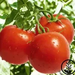 La guía definitiva para cultivar y cuidar tus plantas de Lycopersicon esculentum