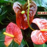 La magia de los jardines de flores: Consejos y secretos para crear tu propio paraíso floral