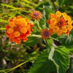Lantanas flores: Todo lo que debes saber para cuidar y disfrutar de estas hermosas plantas