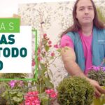 Las mejores opciones de flores perennes resistentes al frío para embellecer tu jardín