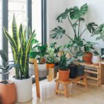 Las mejores plantas altas de interior para darle altura y estilo a tu hogar