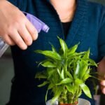 Las mejores plantas de interior resistentes: consejos para cultivar belleza duradera en tu hogar