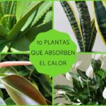 Las mejores plantas para mejorar el ambiente de tu oficina