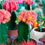 Las plantas suculentas: belleza en flor para tu jardín exterior