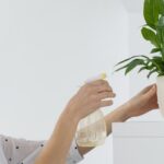 Los mejores fertilizantes para tus plantas de interior: cómo cuidarlas correctamente