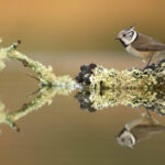 Medidas para construir planos de una casa de pájaros