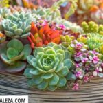 Nombres creativos y originales para tus suculentas: Dale personalidad a tus plantas