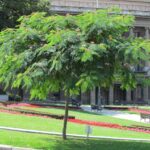 Pequeños pero impactantes: árboles ideales para tu jardín