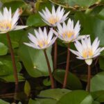 Plantas acuáticas ideales para decorar y purificar tu estanque