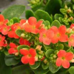 Plantas crasas colgantes para embellecer tu espacio exterior