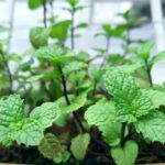 Plantas de cocina: Una guía completa para cultivar tus propias hierbas y especias en casa