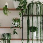 Plantas ideales para decorar tu comedor y darle vida
