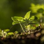 Plantas sorprendentes: Descubre las especies que se mueven