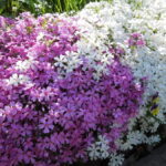 Plantas tapizantes con flor: la belleza que cubrirá tu jardín