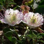 Plantas tapizantes perennes: La solución perfecta para un jardín de ensueño