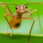 Remedios caseros efectivos para eliminar hormigas de forma natural