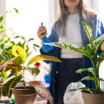 Señales de que estás regando en exceso tus plantas: síntomas y soluciones