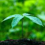 Señales de que tus plantas están ahogadas: síntomas de exceso de agua