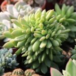 Tipos de Plantas Suculentas: Descubre la Variedad y Belleza de Estas Especies