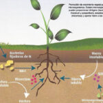 Todo lo que necesitas saber sobre el nitrógeno en las plantas