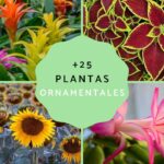 Todo lo que necesitas saber sobre las plantas anuales: cuidados, variedades y consejos