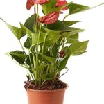 Cómo cuidar una planta de interior con flores blancas: consejos y recomendaciones